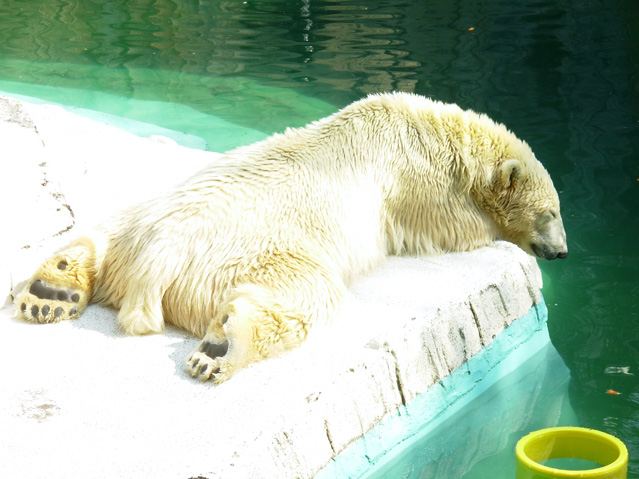 シロクマ38日本平動物園ロッシー2009｜ホッキョクグマと三角コーン